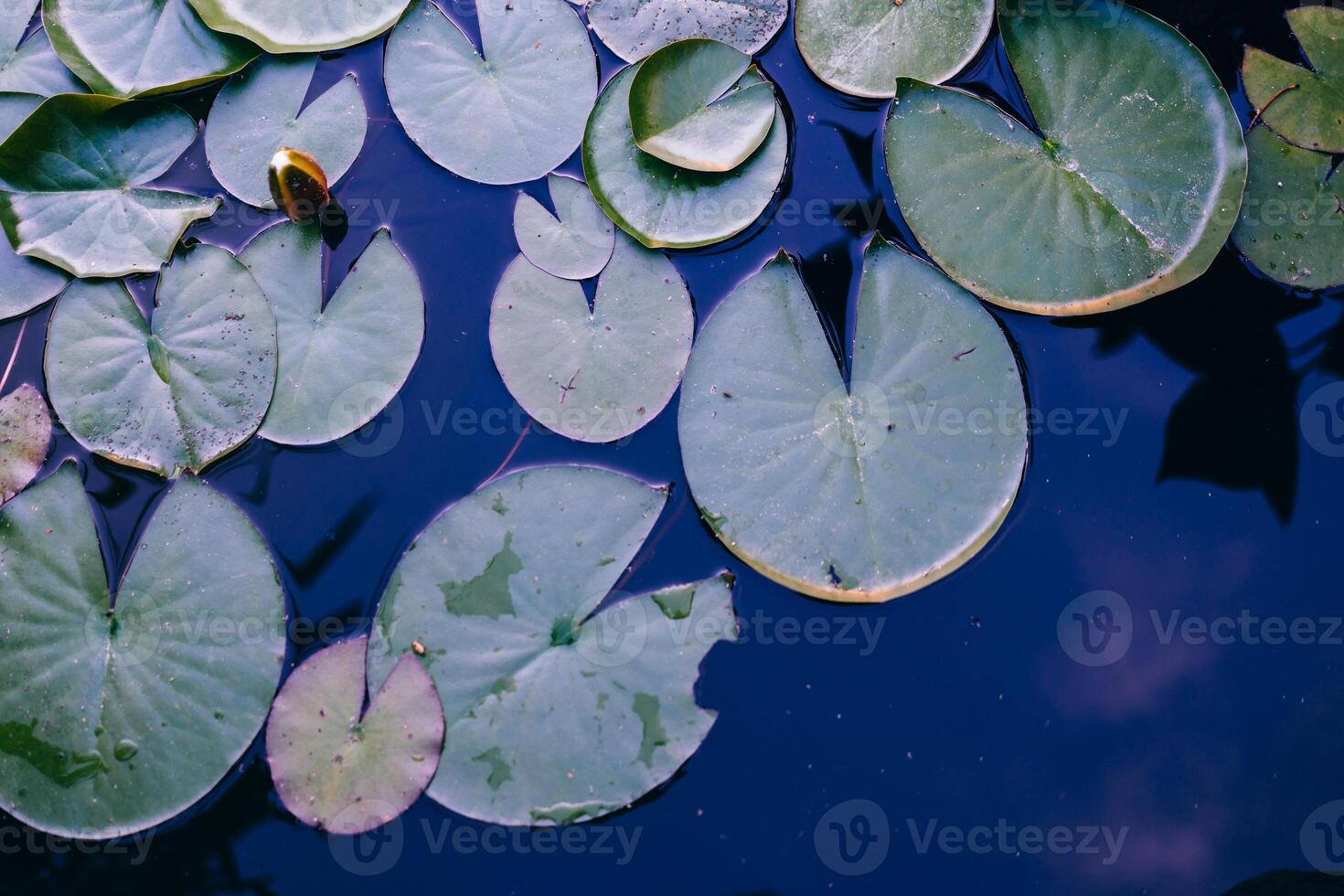 vatten lilja blad vatten yta bakgrund foto
