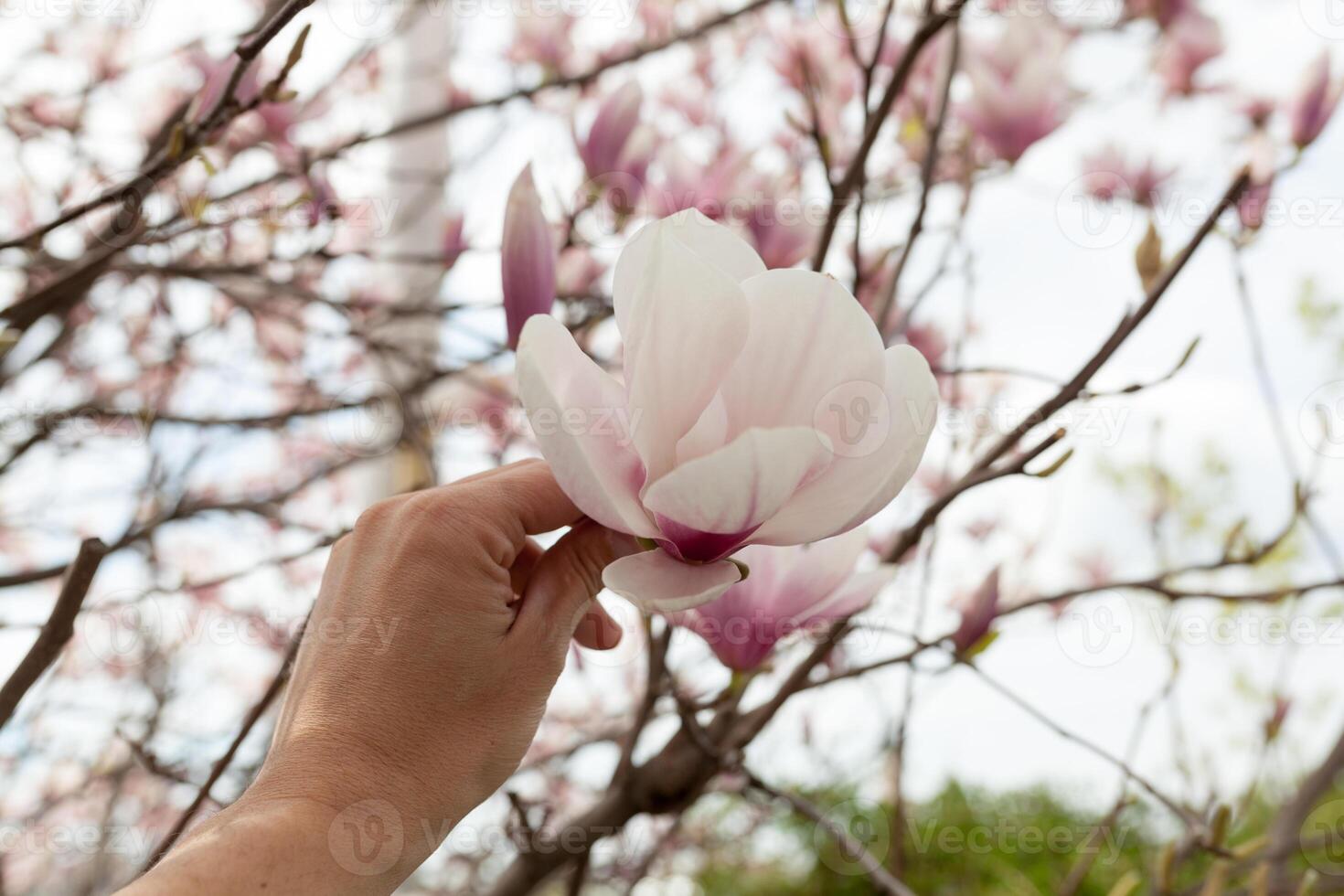 närbild av magnolia träd blomma med suddig bakgrund och värma solsken foto