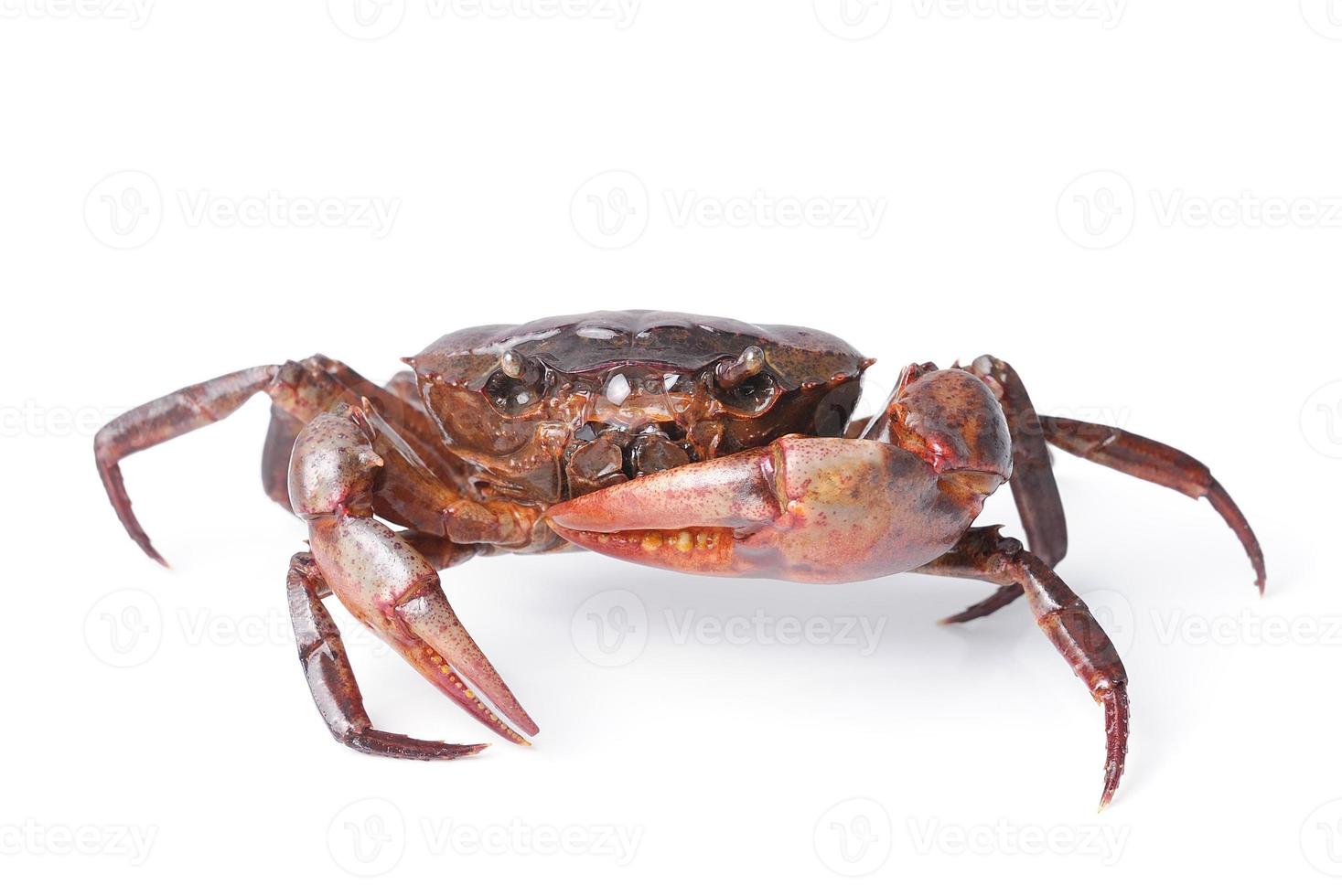 krabba isolerad på vit bakgrund foto
