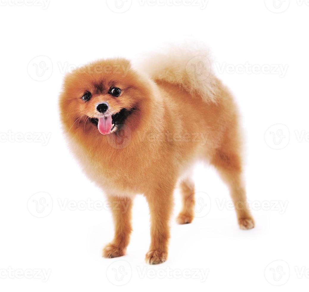 pomeranian spitz hund. porträtt på en vit bakgrund foto