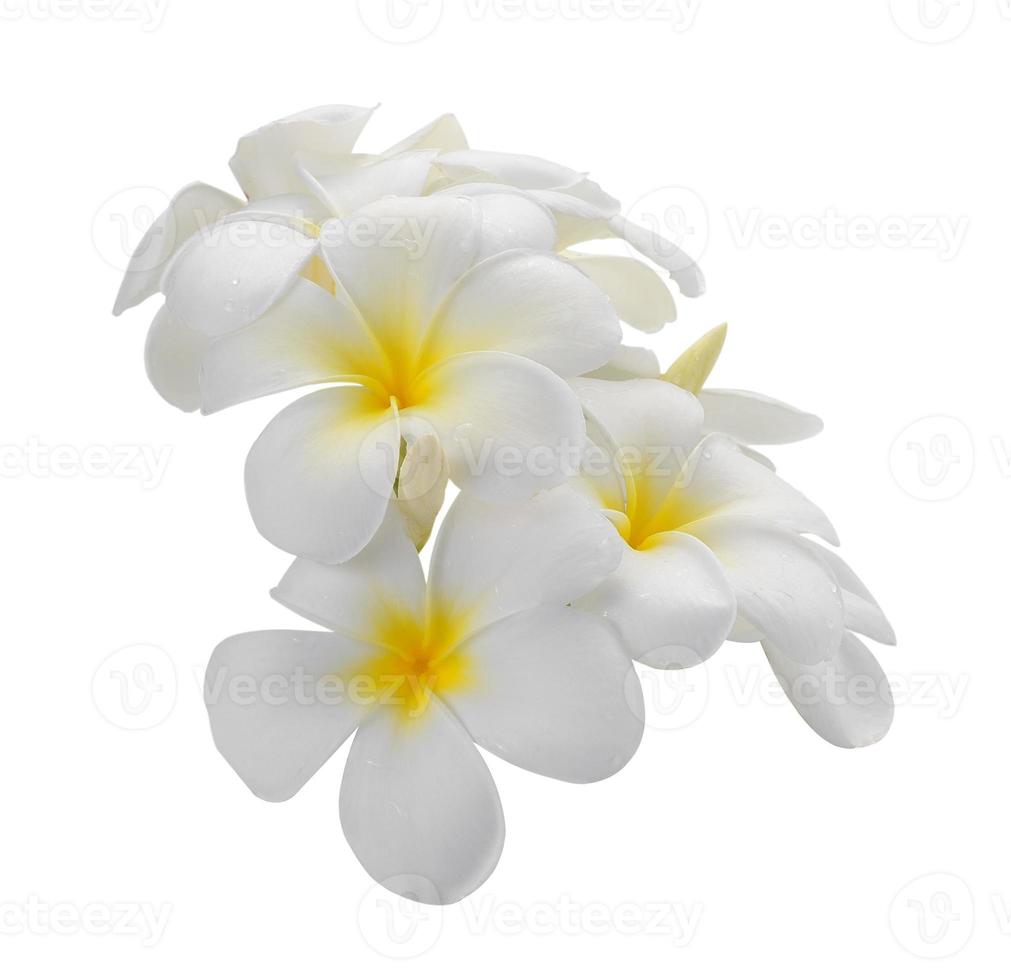 frangipani blomma isolerade vit bakgrund foto