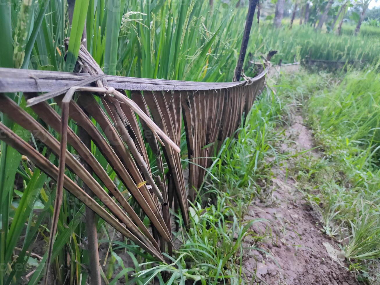 de naturlig staket skyddande ris växter är tillverkad från kokos träd löv, så den där bönders bred vägar do inte Rör ris växter foto