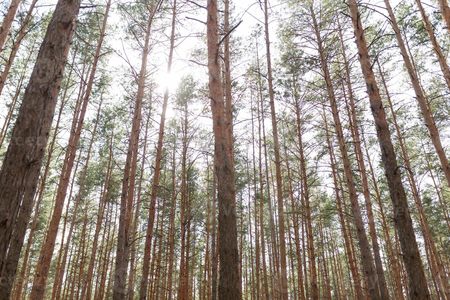 tall skog sommar säsong foto