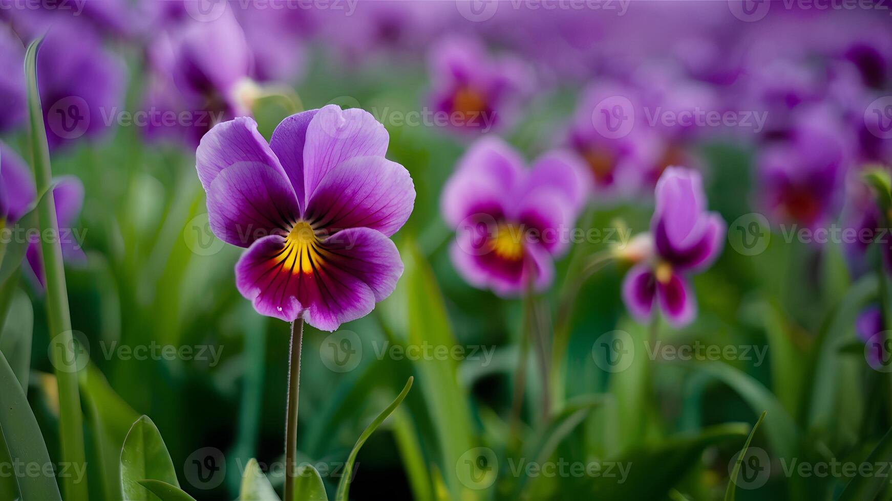 ai genererad skön lila violett blomma, underbar natur i ultra violett foto