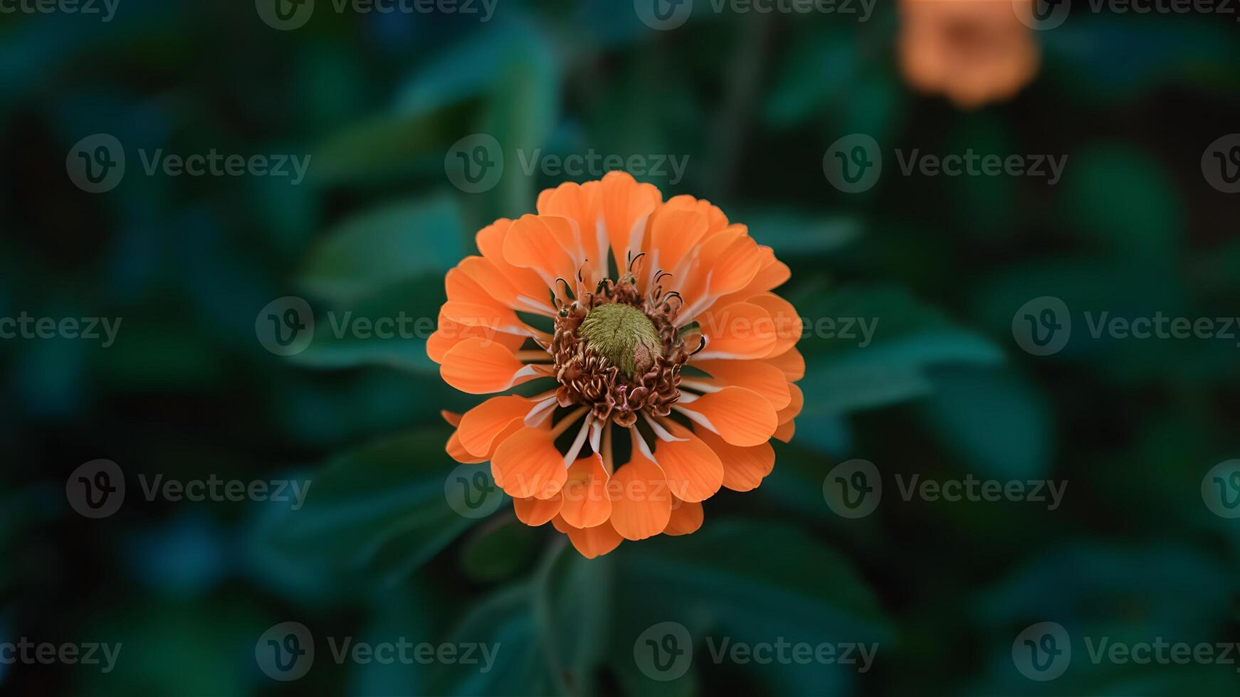 ai genererad ut av fokus orange kryddnejlika blomma skott under blå timme foto