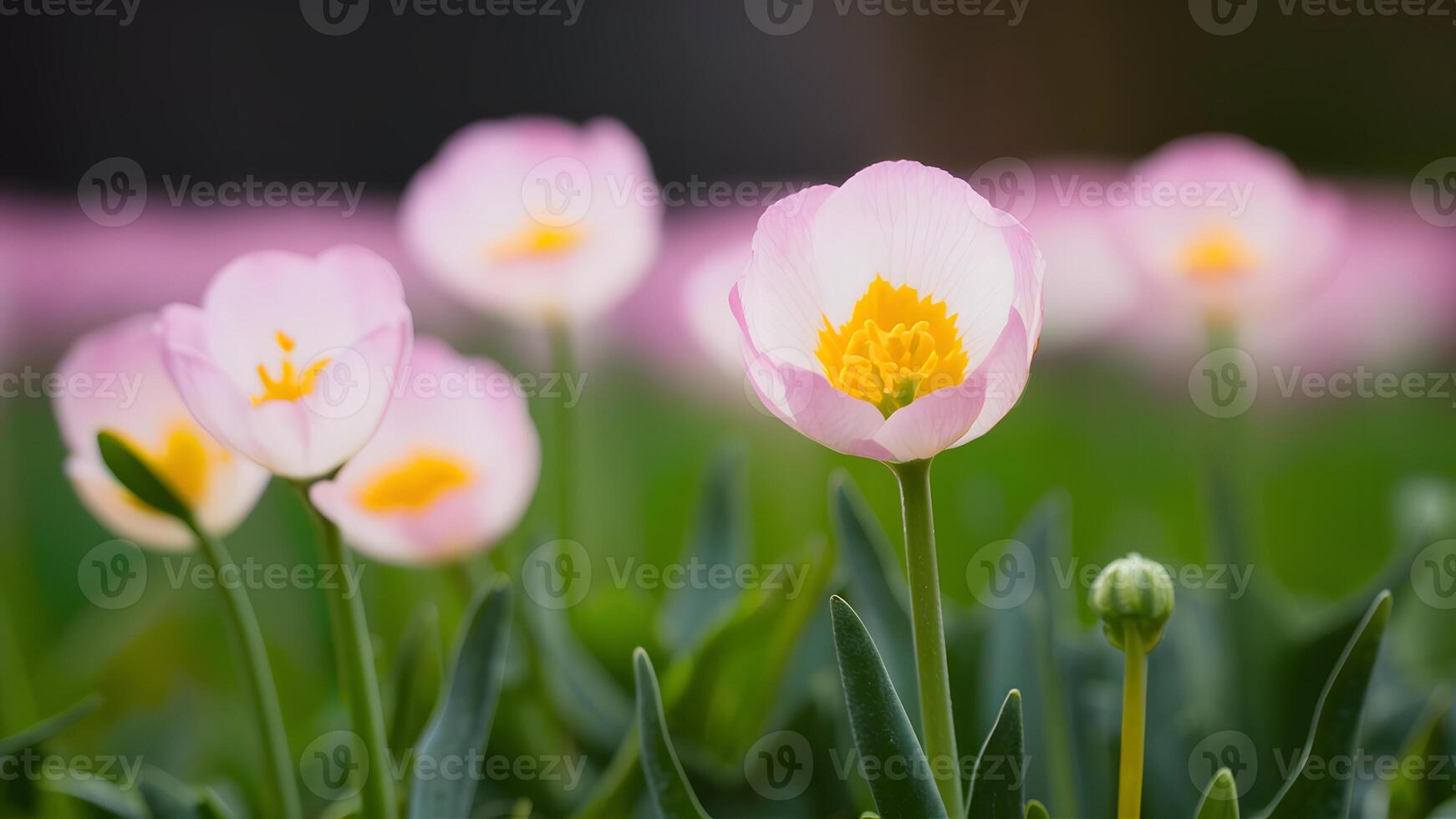 ai genererad fånga grund djup av fält makro av skön vår ranunkel foto