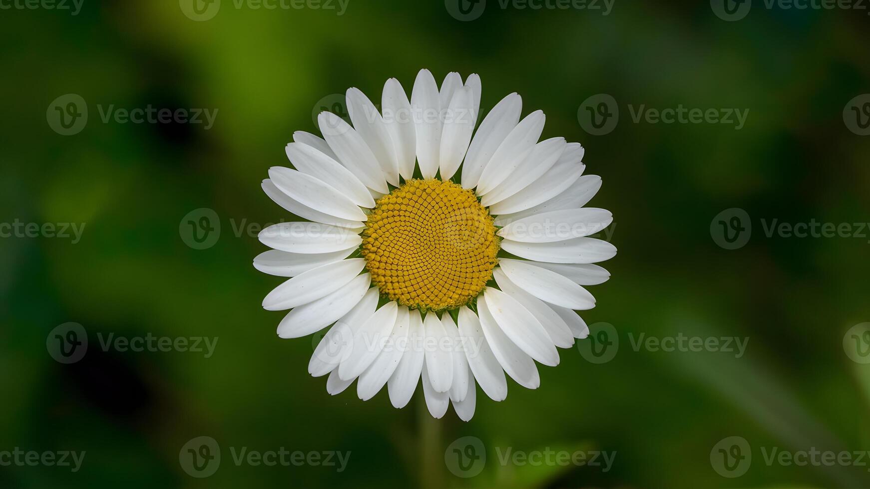 ai genererad hand tillverkad klippning väg isolat daisy blomma på vit foto