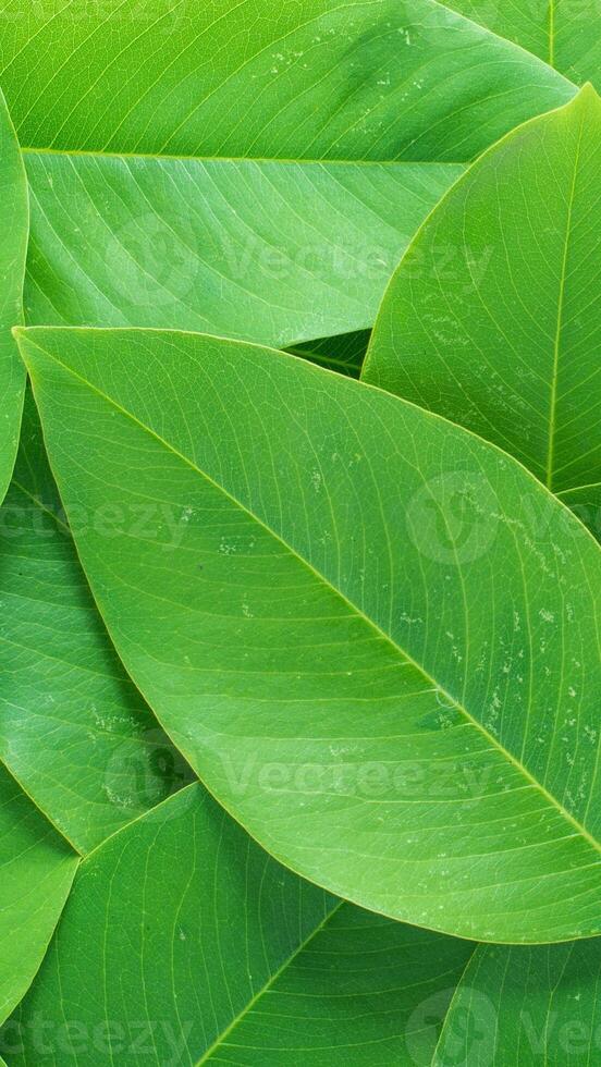 grön bakgrund enkel löv textur - 39 foto