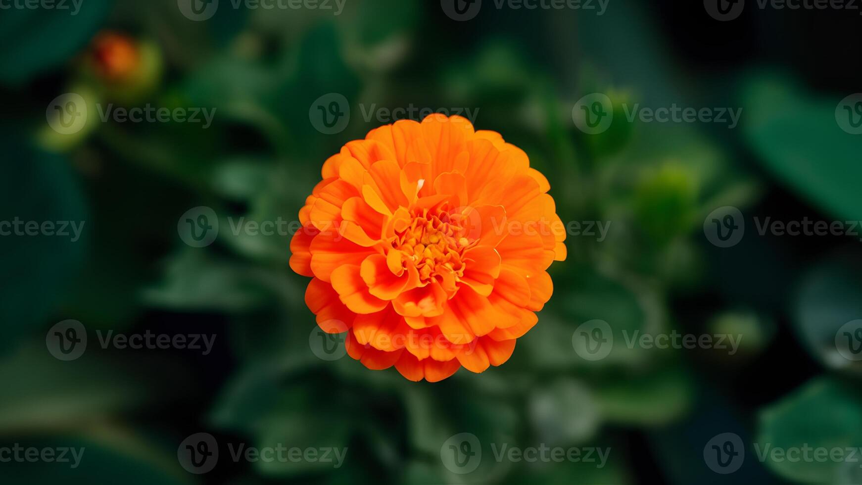 ai genererad blomstrande orange pott ringblomma blomma står ut i isolering foto