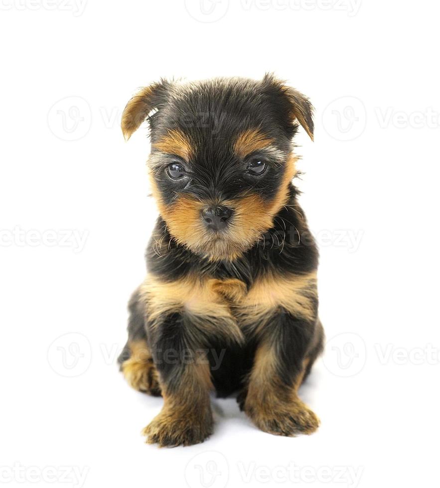 yorkshire terrier framför en vit bakgrund foto