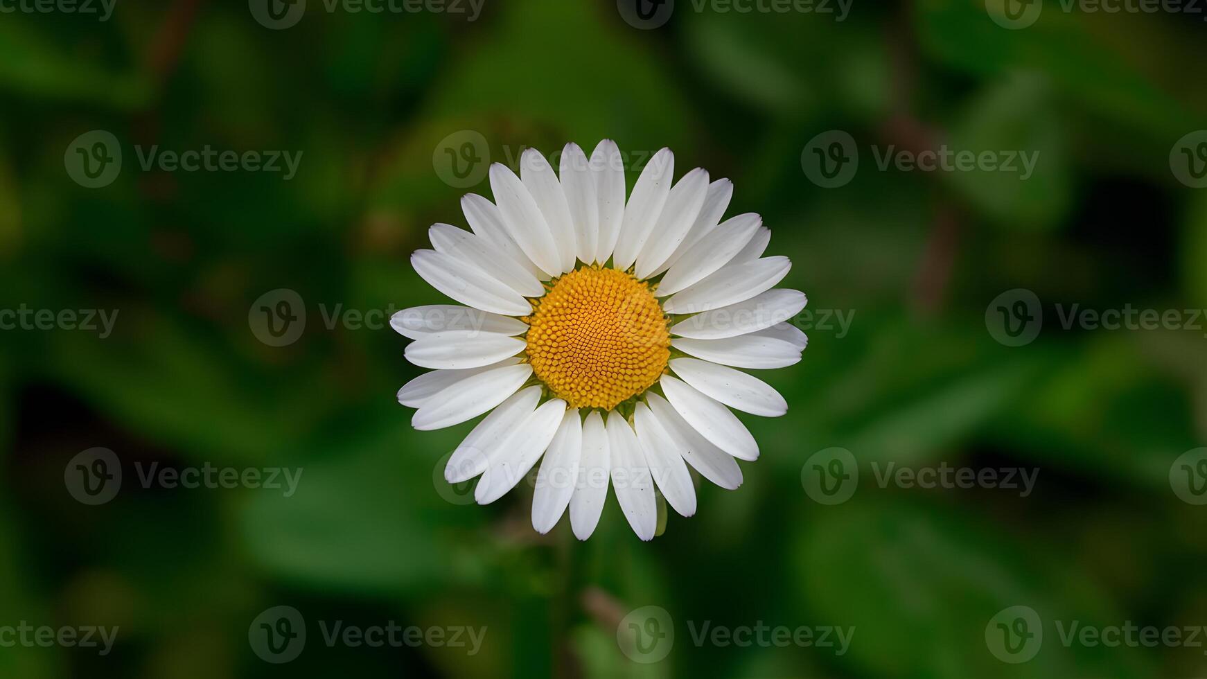 ai genererad hand tillverkad klippning väg isolat daisy blomma på vit foto