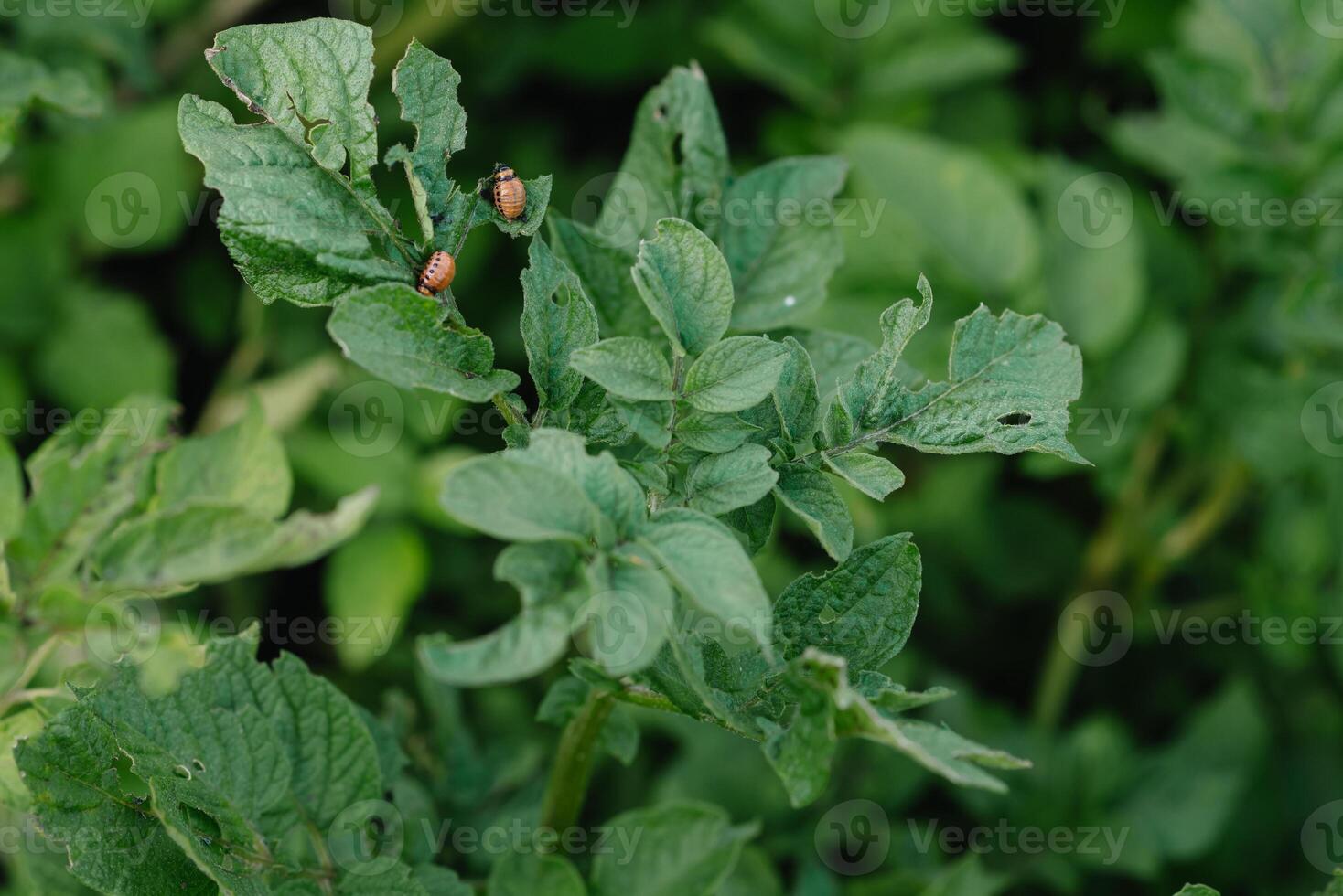 colorado potatis skalbagge larver är skadlig till lantbruk. skadedjur. röd skalbaggar äta potatisar. skämma bort de grön löv och skörda foto