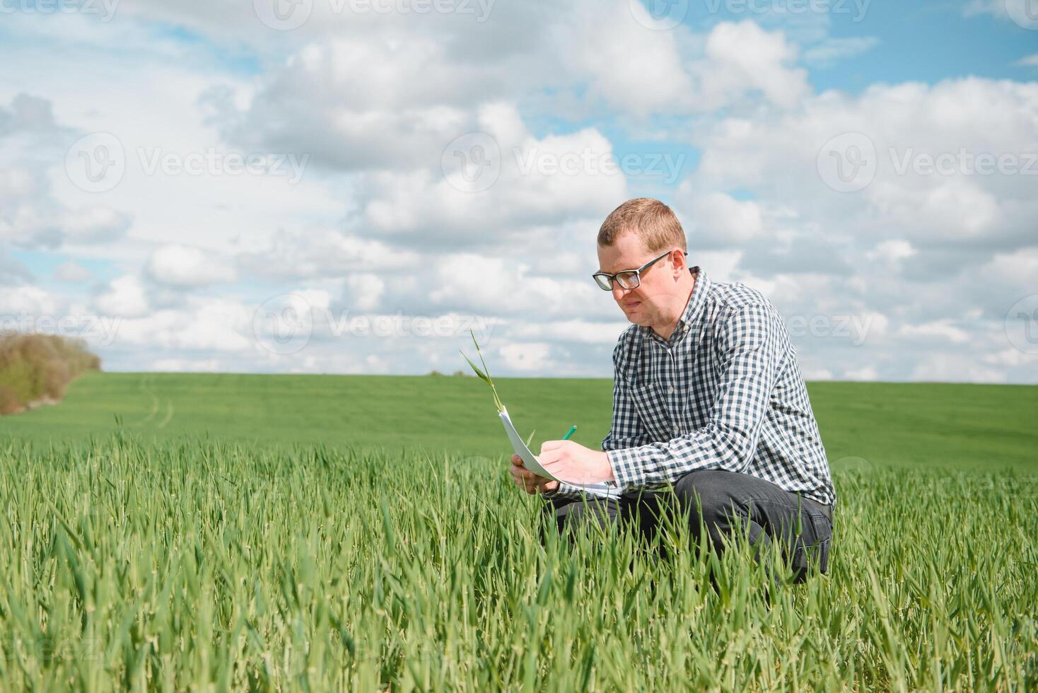 ung jordbrukare på en vete fält. ung vete i vår. lantbruk begrepp. ett agronom undersöker de bearbeta av mogning vete i de fält. de begrepp av de jordbruks företag. foto