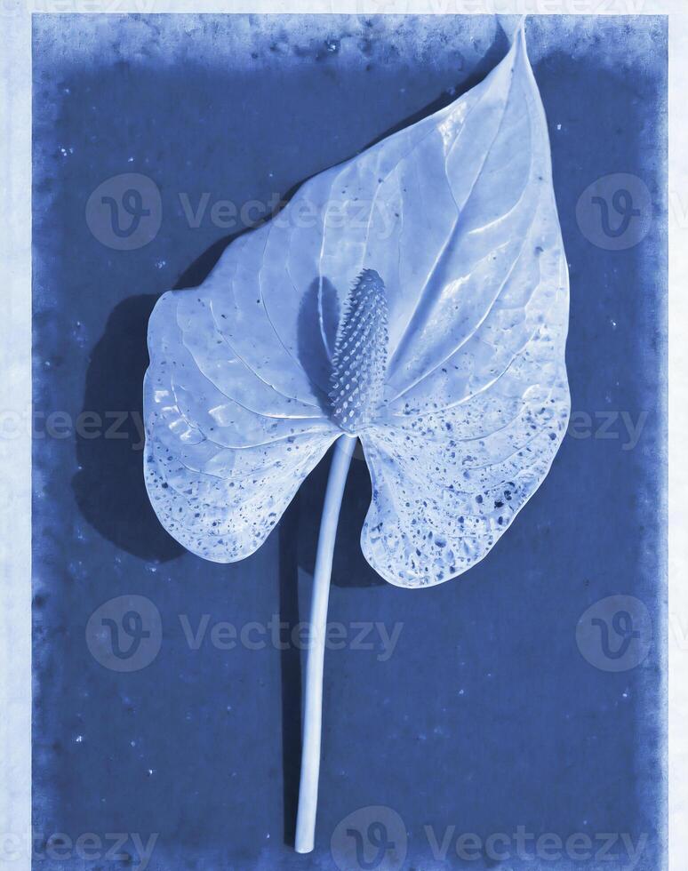 ai genererad en platt skanna av en cyanotype av en blomma med blå papper foto