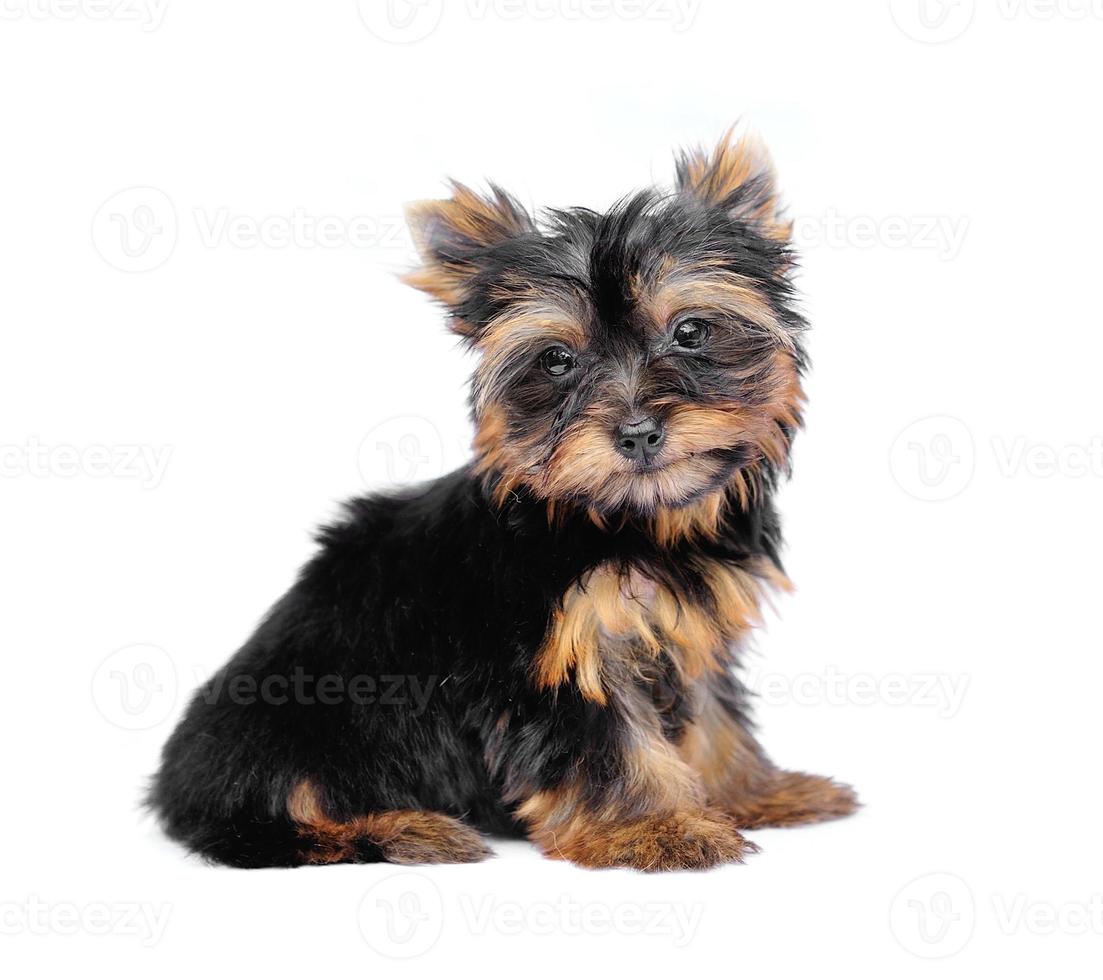 yorkshire terrier framför en vit bakgrund foto