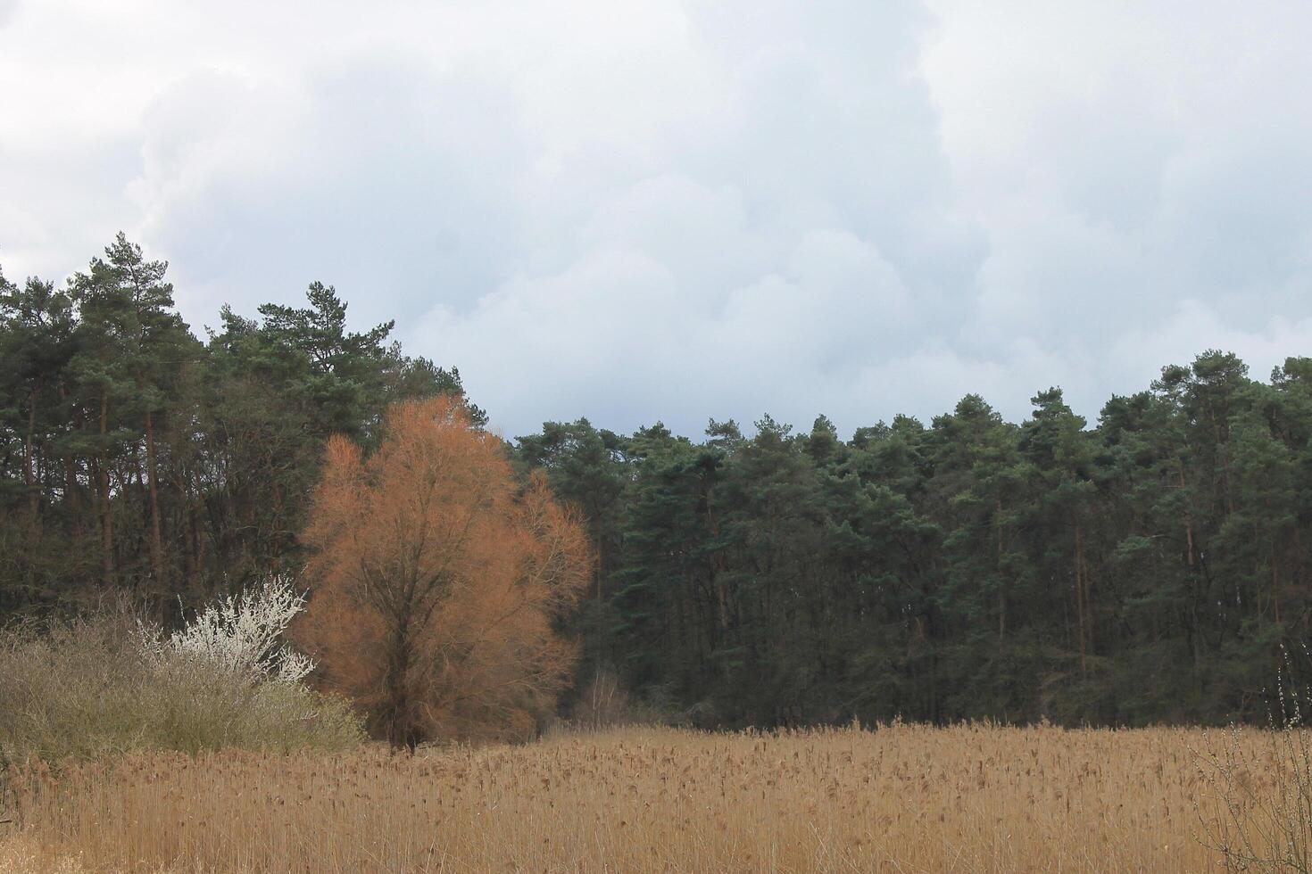 natur bakgrund Foto