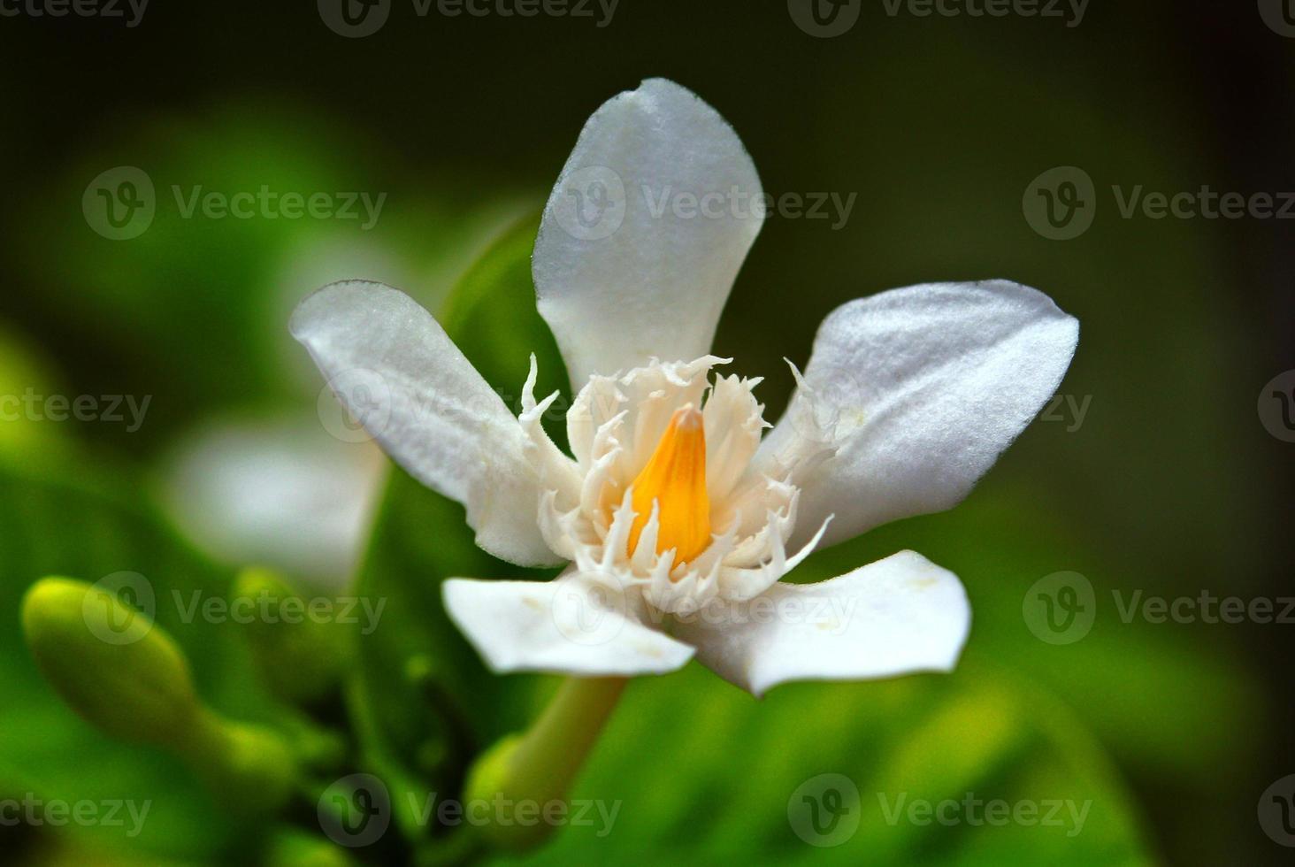 närbild vita blommor foto