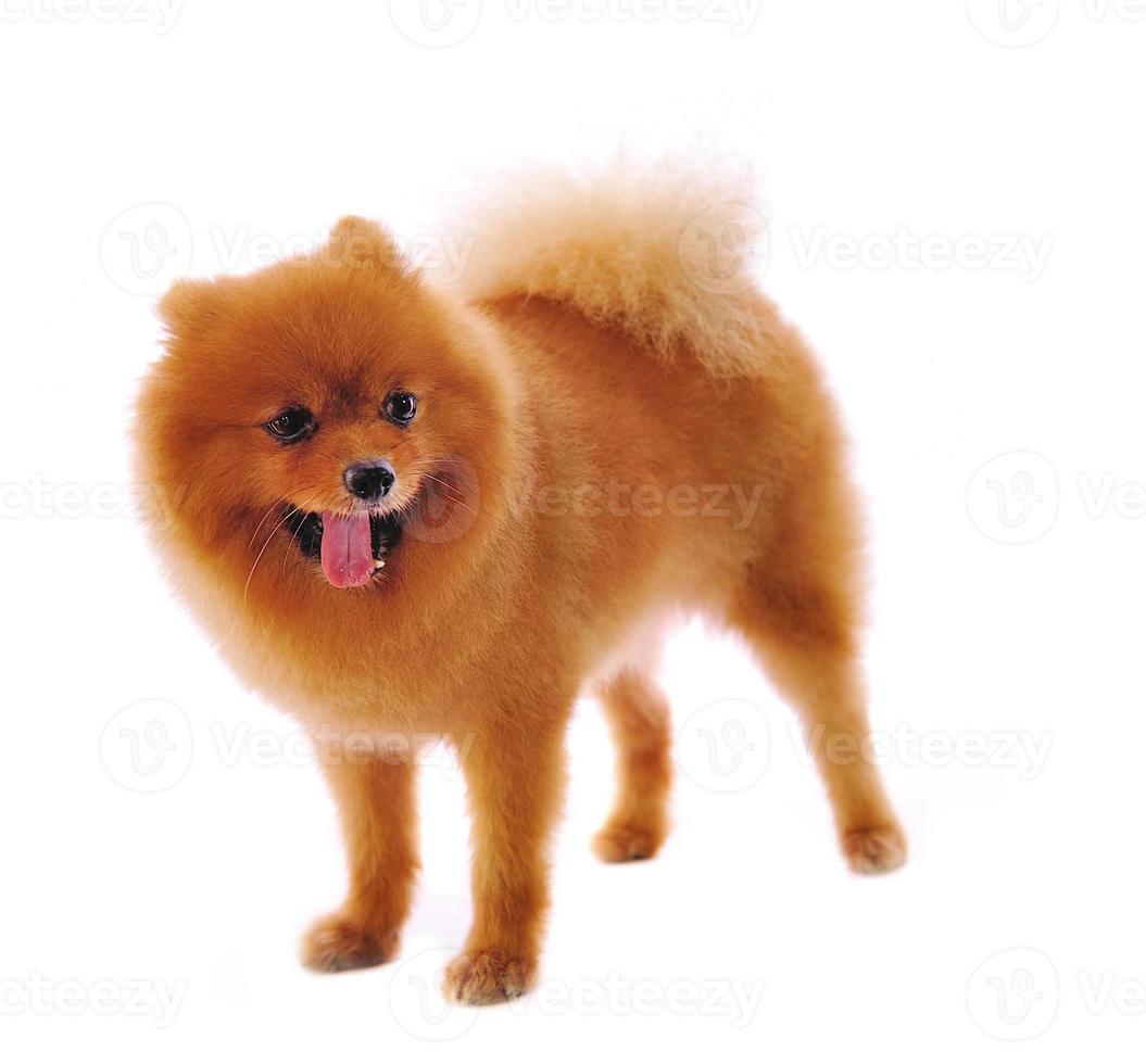 pomeranian spitz hund. porträtt på en vit bakgrund foto