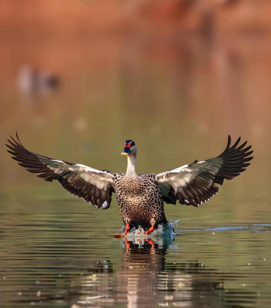 en Anka sprider sig dess vingar medan stående på vatten foto