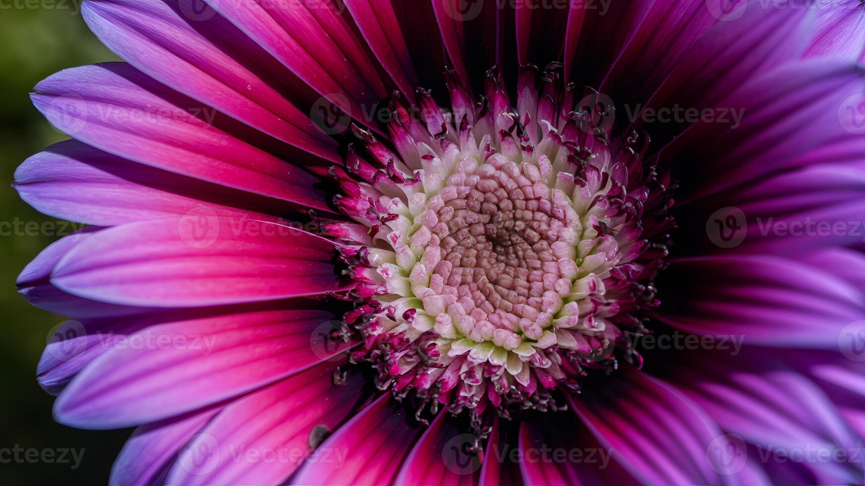 ai genererad extrem detaljerad makro av lila gerbera blomma med mjuk kronblad foto