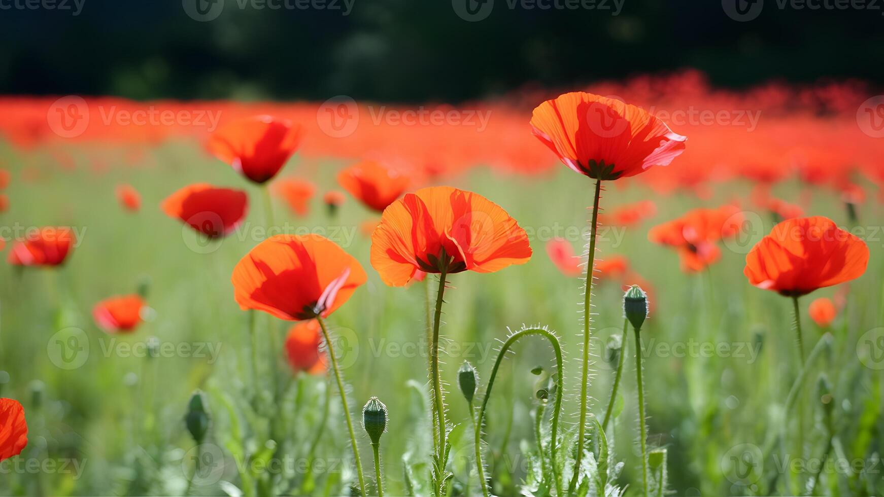 ai genererad baner hemsida med suddig natur bakgrund av vallmo blommor foto