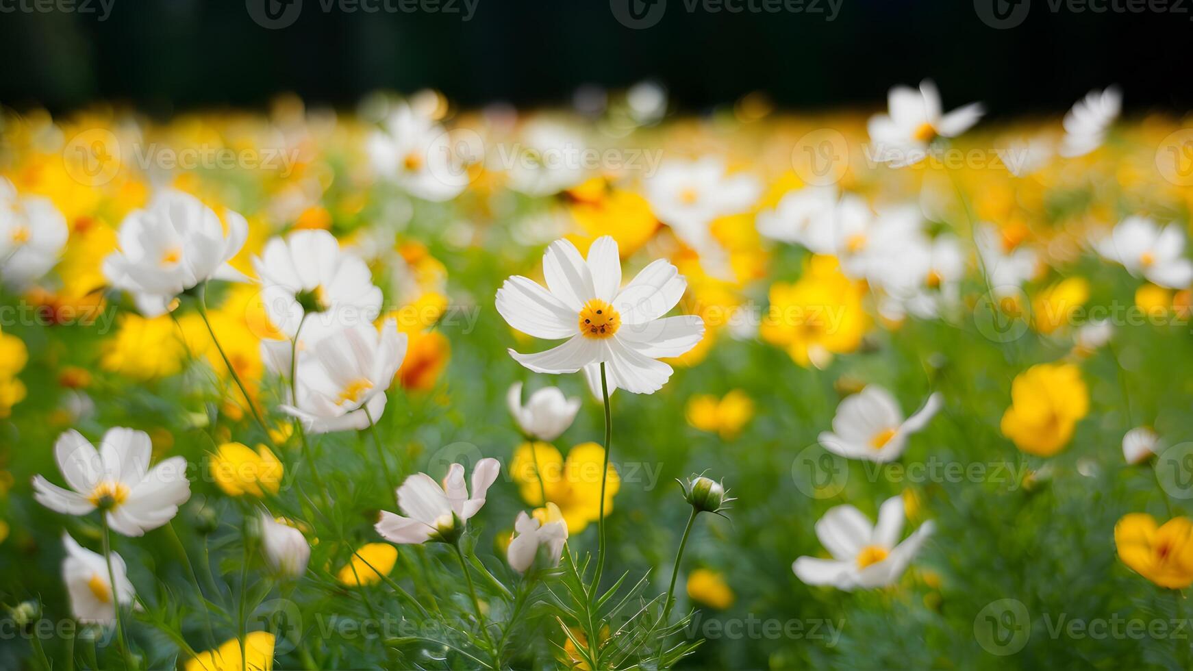 ai genererad ljus gul kosmos blommor fält med grund djup av fält foto