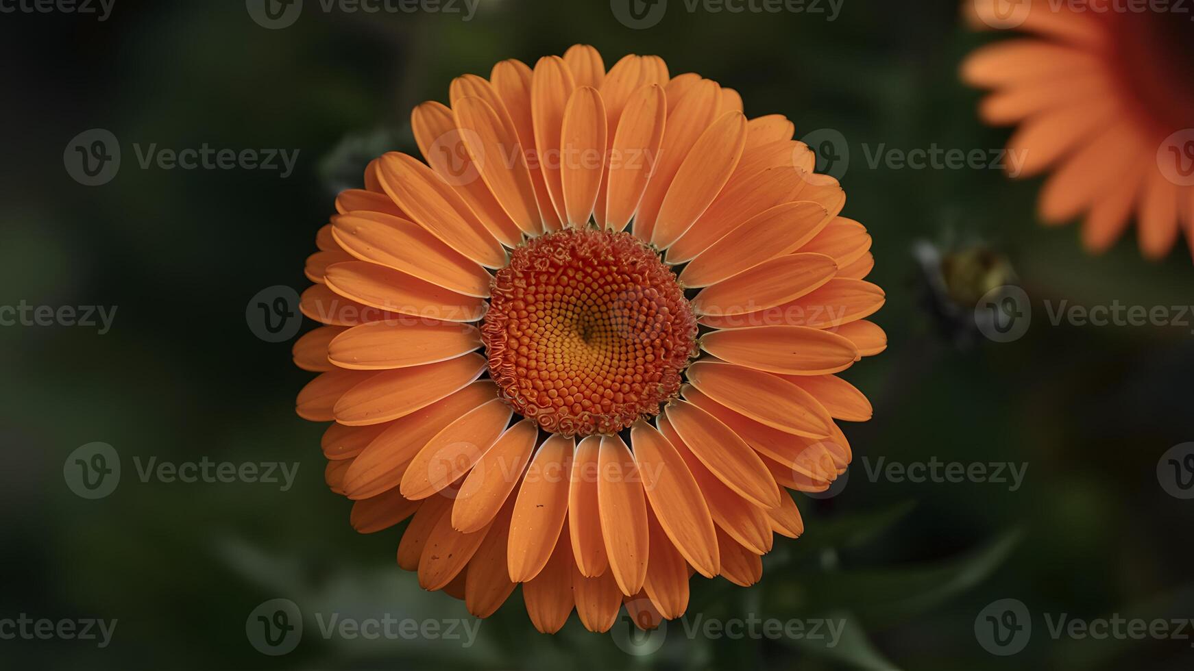ai genererad ljus vibrerande orange gerber daisy blomma i stänga upp skott foto