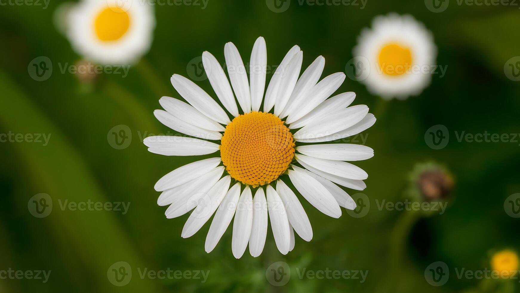 ai genererad gissa de daisy kamomill blomma med flygande kronblad foto