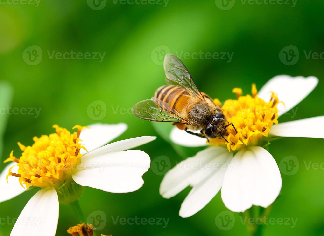 närbild bin på blomman foto