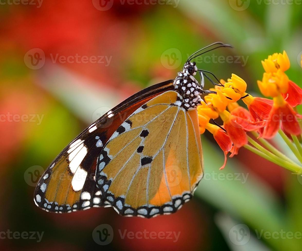 fjäril på orange blomma foto