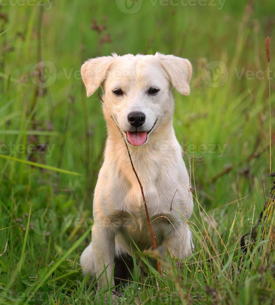 hundvalp i grönt ängsgräs foto