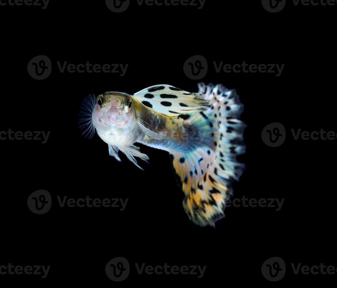 vacker guppy isolerad på svart bakgrund foto