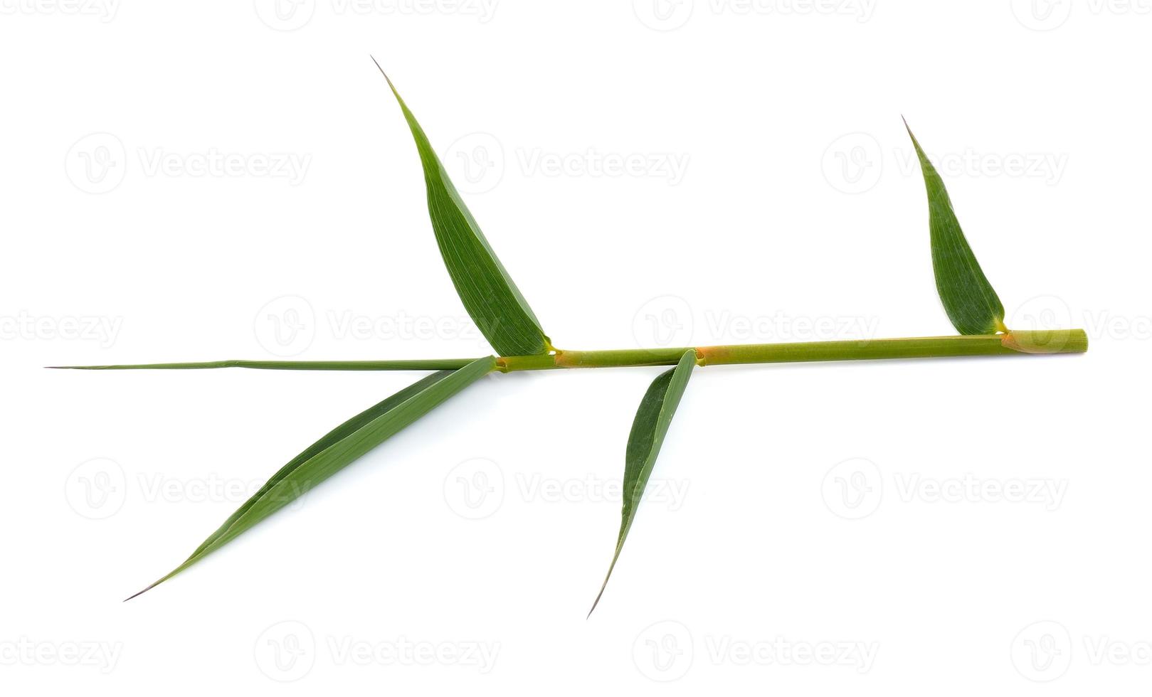 gröna bambu blad på en vit bakgrund foto