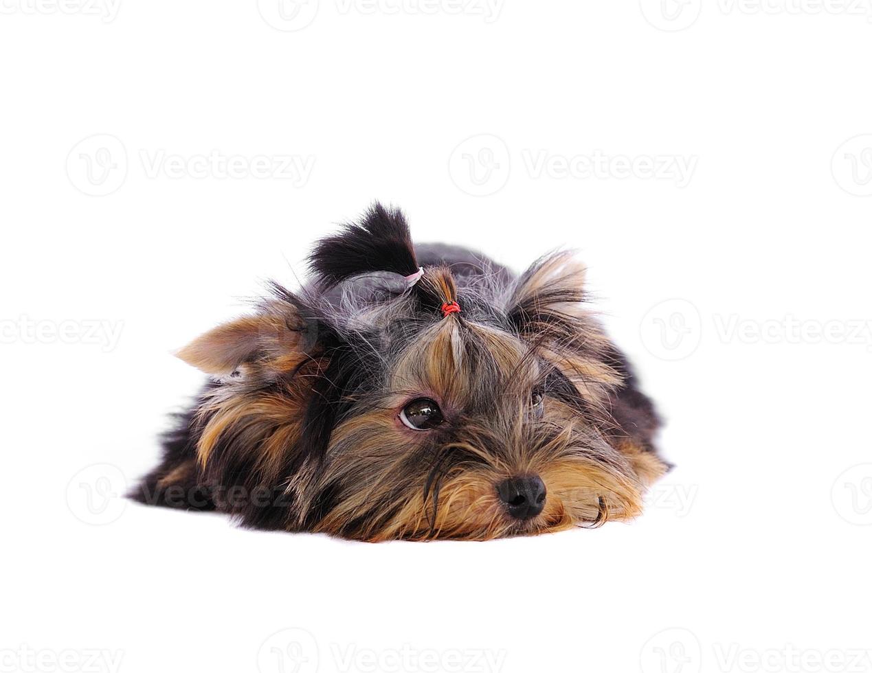 yorkshire terrier framför en vit bakgrund foto