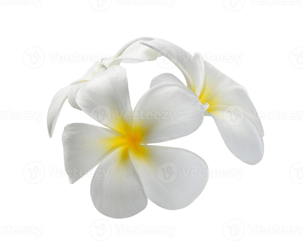 frangipani blomma isolerade vit bakgrund foto