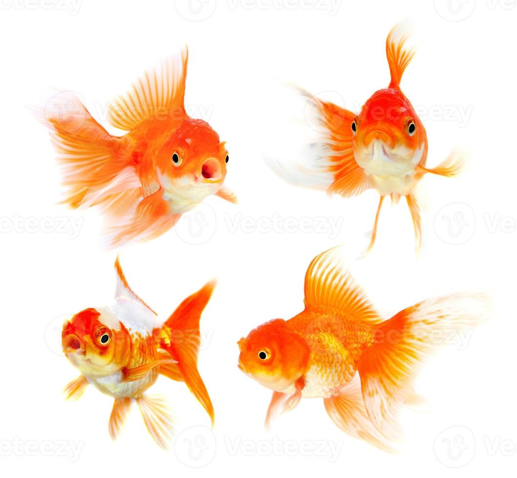 orange guldfisk isolerad på vit bakgrund foto