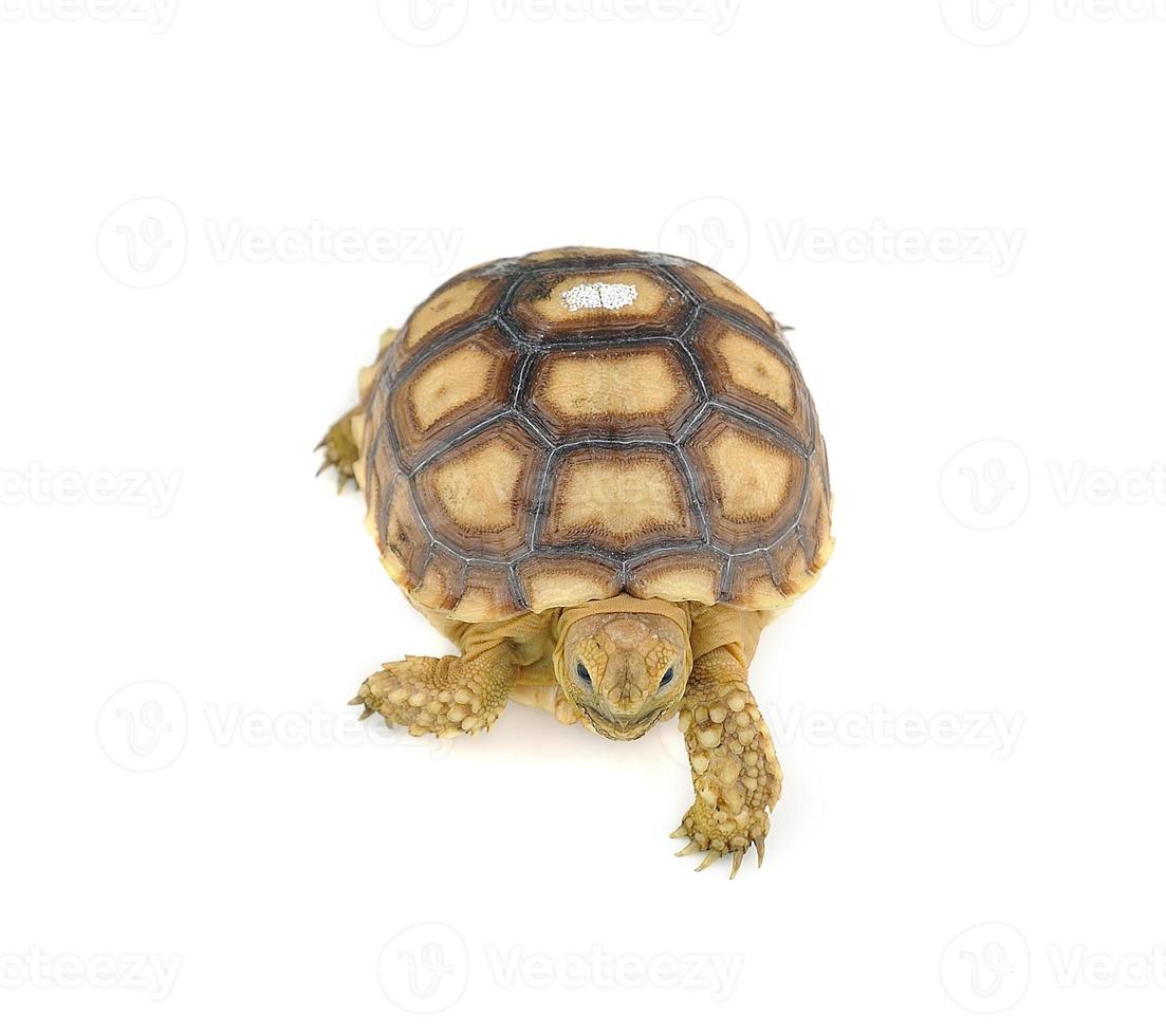 sköldpadda på över vit bakgrund foto