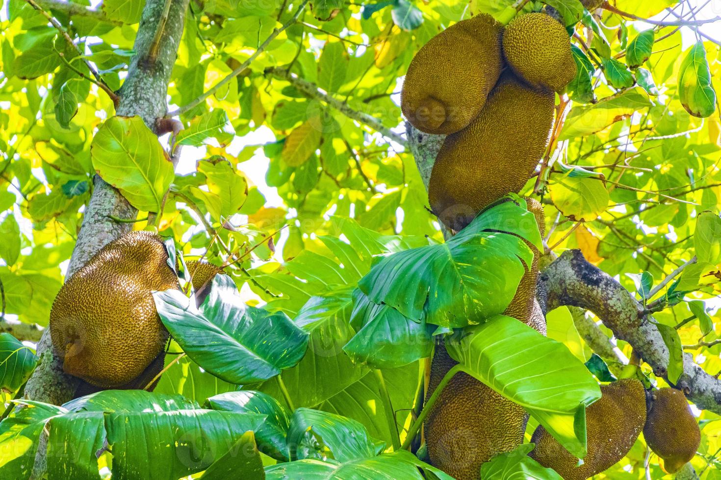 jackfrukt som växer på jack tree i Rio de Janeiro Brasilien. foto