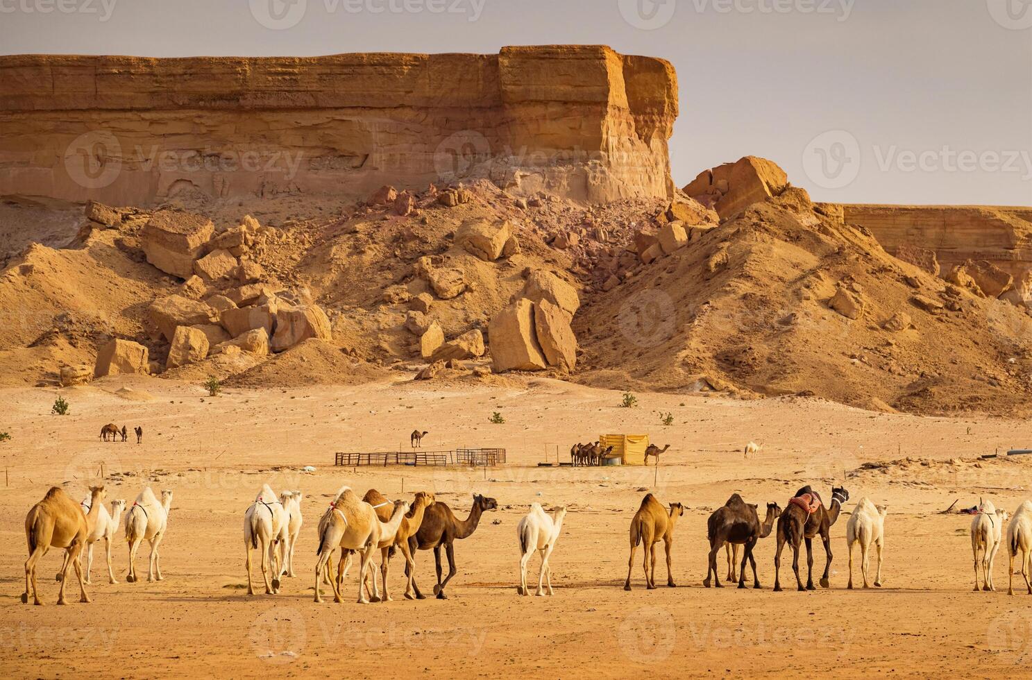 kameler i de öken- i saudi arabien foto