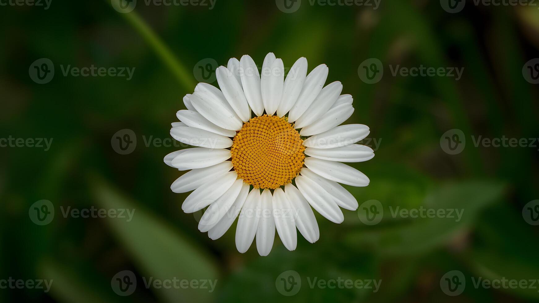 ai genererad isolerat daisy blomma med noggrant hand tillverkad klippning väg foto