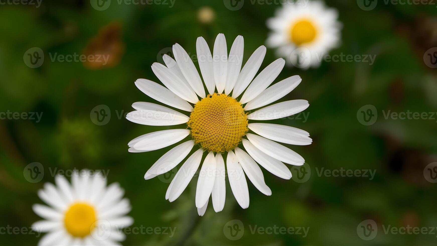 ai genererad gissa de daisy kamomill blomma med flygande kronblad foto