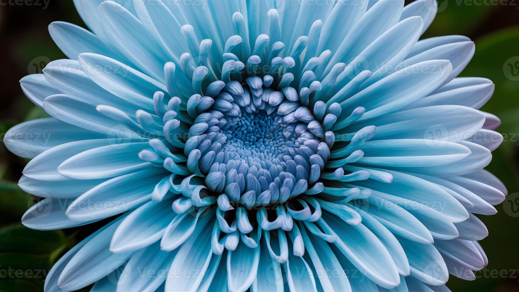 ai genererad närbild av krysantemum blå blomma med Nej skuggor foto