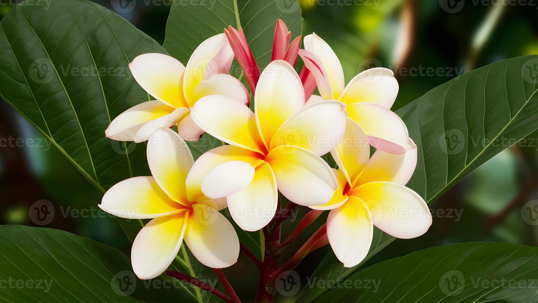 ai genererad baner visas tropisk natur bakgrund med skön frangipani blommor foto