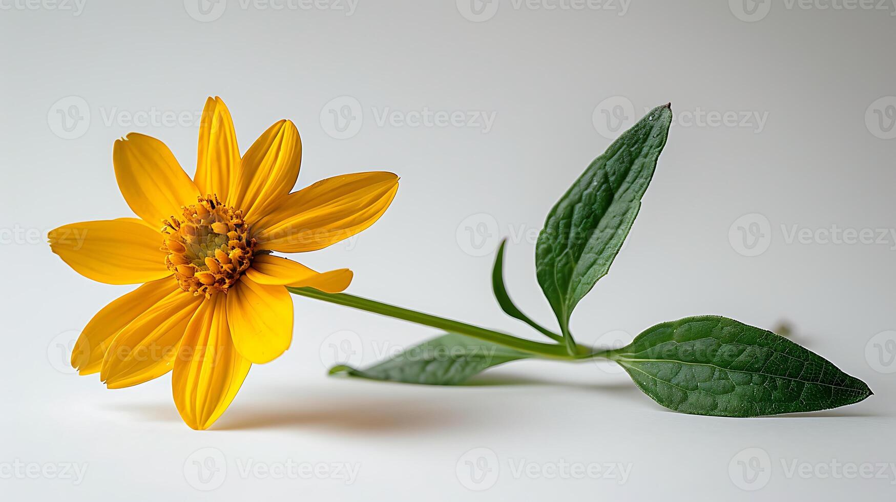 ai genererad arnica blommig på en vit bakgrund foto