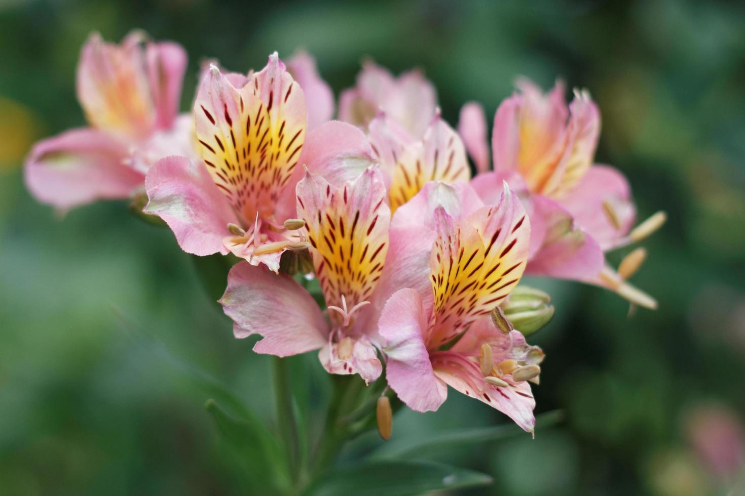 peruanska lilja blommor foto