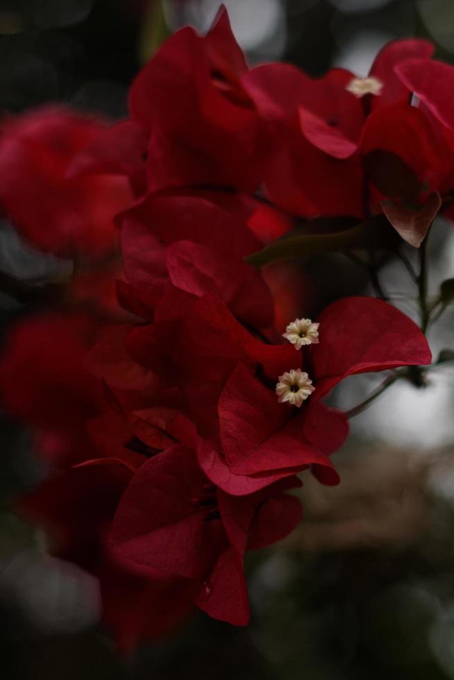 bougainvillea blomma närbild foto