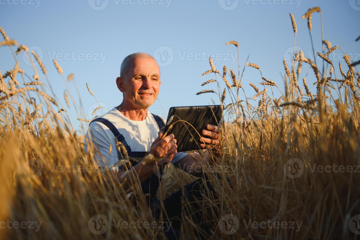 sextio år gammal agronom inspekterande vete fält och använder sig av läsplatta dator. foto