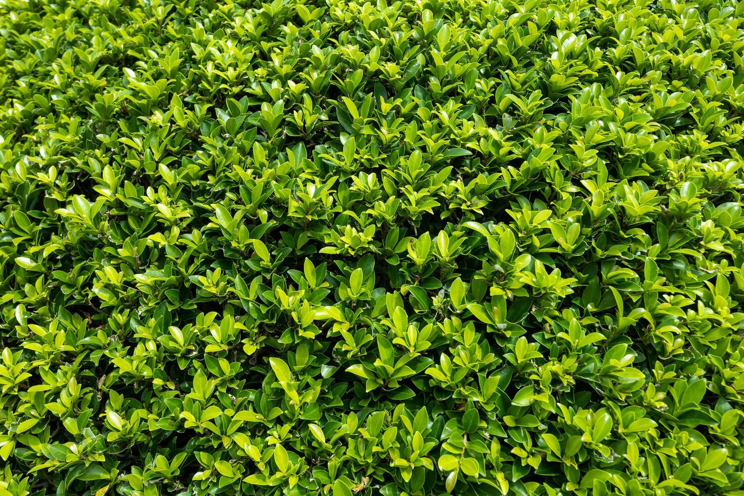 skön grön blad bakgrund bild foto