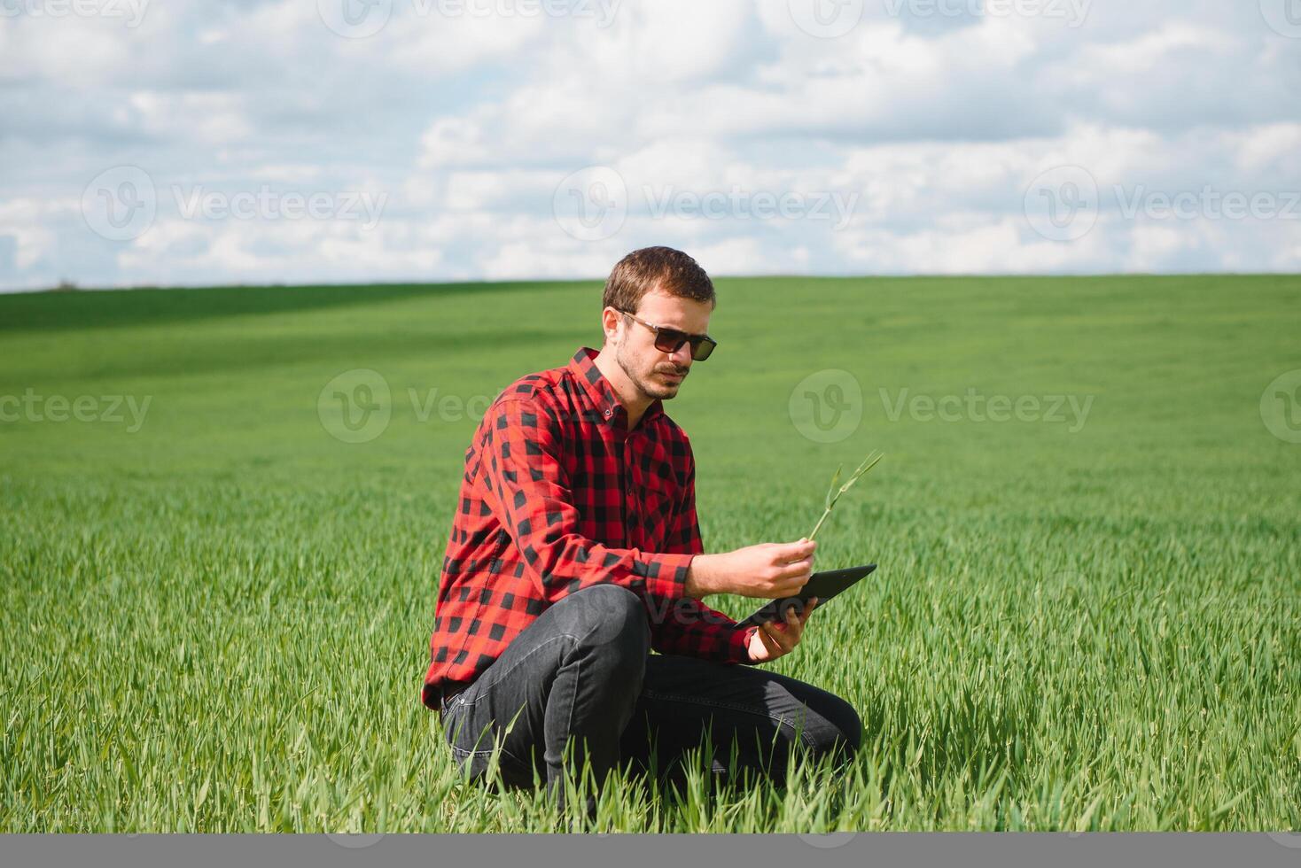 jordbrukare i röd kontrollerade skjorta använder sig av läsplatta på vete fält. applicering modern teknologi och tillämpningar i lantbruk. begrepp av smart jordbruk och jordbruksnäring. foto