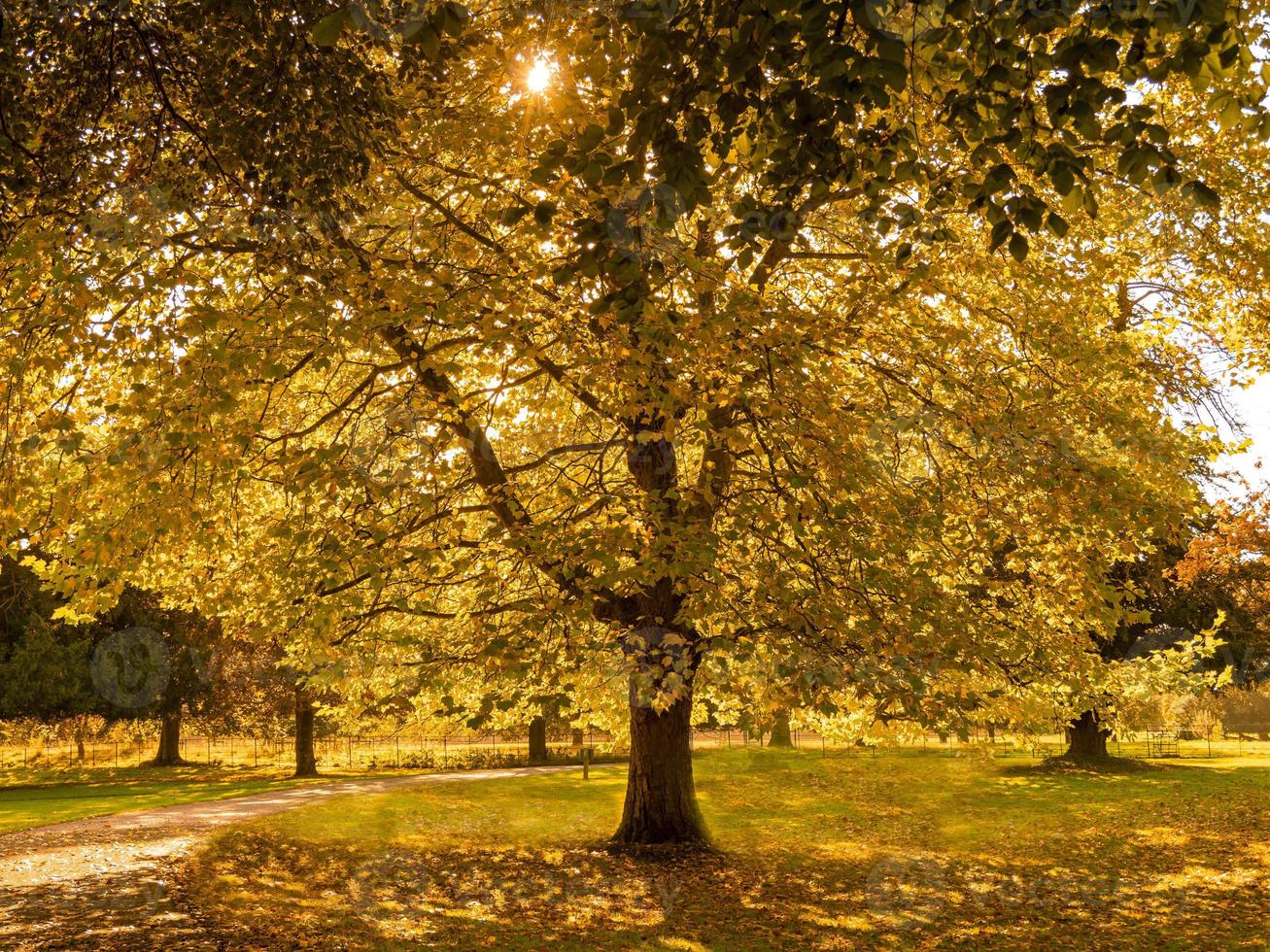 höstljus som lyser genom ett platanträd i en park foto